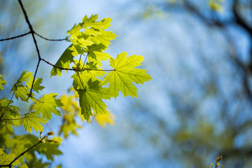 Set of green tree leaves and branches with raindrops on the sky background