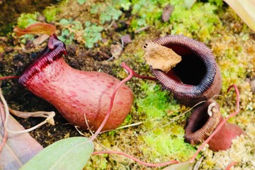 tropical flesh eating plant beautfil botanic garden wildgrowing forrest wildlife