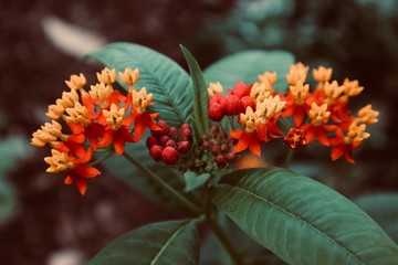 Pretty white yellow  red orange flower blooming in a field garden forrest background botanic