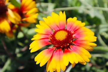 Pretty white yellow orange flower blooming in a field garden forrest background botanic close up