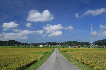 Fototapeta na wymiar 稲が実る晴れの日の田園と一直線に伸びる田んぼ道です
