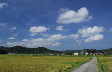 Fototapeta premium 稲が実る晴れの日の田園と一直線に伸びる田んぼ道です