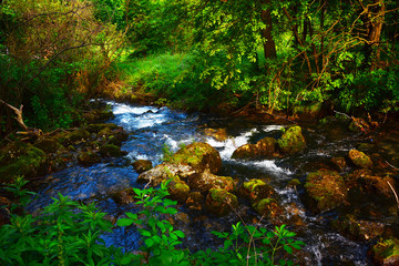 Obraz premium river in the forest