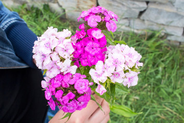 Bouquet of carnations Turkish