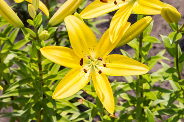 yellow lily in the garden