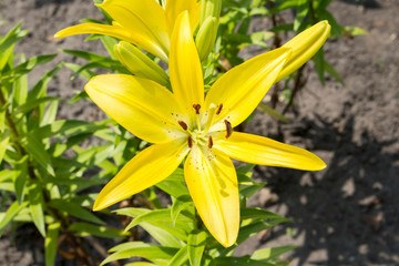 yellow lily in the garden