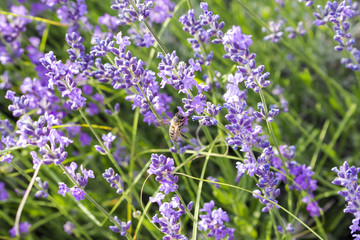 The bee sits on a fragrant lavender flower