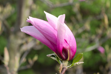 Purple magnolia flower liliiflora on a green background