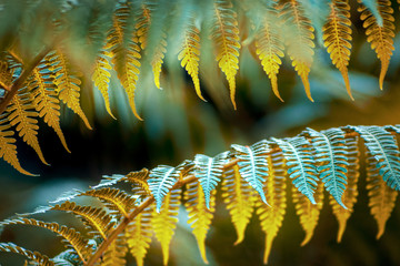 Orange and aqua colored ferns
