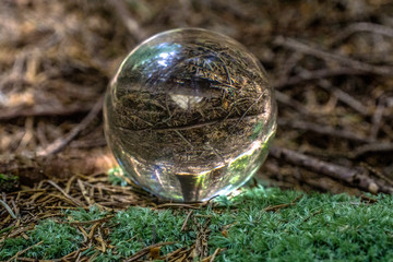 Carpathian forest in a crystal ball
