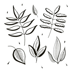 Set of simple floral design elements. Hand drawn vector botanical branches, twigs and leaves. Isolated on white.