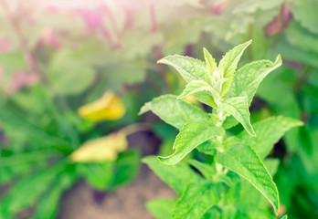Mint leaves background. Mint plant grow at vegetable garden