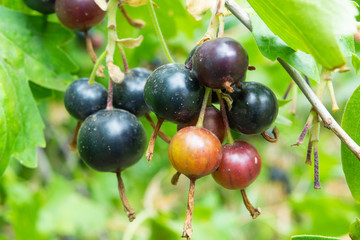 Black currant berries close up, on a branch there are ripe berries.