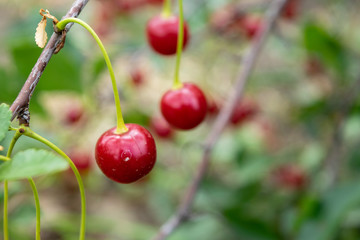 Ripe cherry berries on a branch close up, on a green background.
