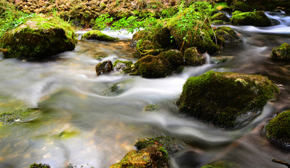 Obraz premium stream in the forest