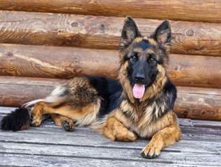 German Shepherd lying on the porch against the wall of the log house