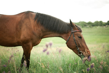 Naklejka na ściany i meble Brown horse grazes in a meadow.