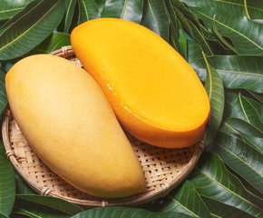 Fresh juicy beautiful mango fruit in bamboo wooden basket on green background by leaves, close up,...