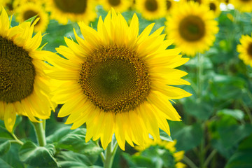 Sunflowers close-up, sunny day, texture and background.