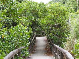 Obraz premium マングローブ林の中を通る散歩道（沖縄県東村ふれあいヒルギ公園）