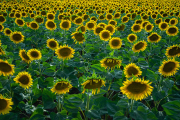 Sunflower field, general plan, top view.