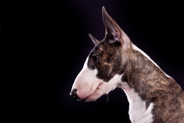 Dog breed mini bull terrier portrait on a black background in profile