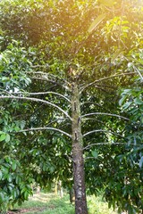 Fototapeta premium Mangosteen tree with morning warm light, nature concept background, tropical Thailand