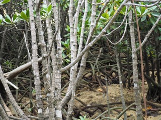 Obraz premium 沖縄県慶佐次川のマングローブ林