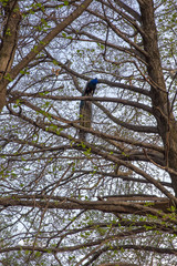 Blauer Pfau sitzt in Baum
