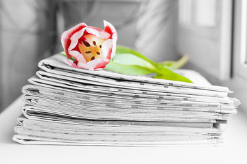 Stack of Newspapers and Tulip. Journals and Magazines stacked in Pile and Spring Flower. Concept...