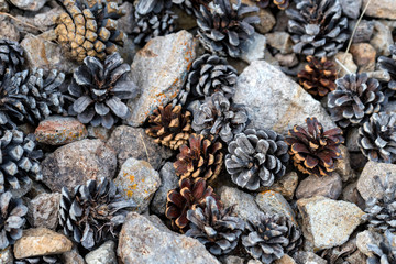 Pine cones and grey stones mixed for background