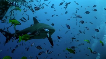 Pack of sharks in school of fish underwater Pacific Ocean Tonga. Dangerous animal gray bull shark and tropical fish in marine wildlife swimming in search of food