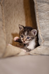Kitten playing on the sofa