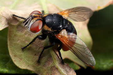 Tachina fera