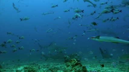 Gray bull shark and fish underwater ocean of Tonga. School of sharks Carcharhinus leucas in underwater marine wildlife of Pacific Ocean.