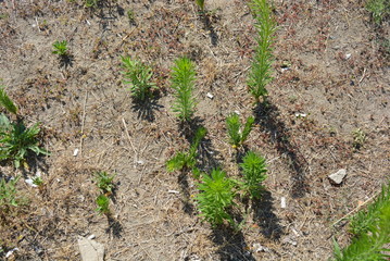 Green bright weeds on the ground with a cement background.