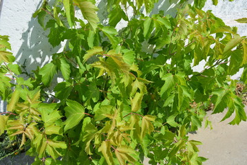 Bushes of a small maple tree on a white reinforced concrete fence.