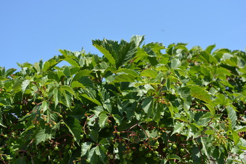 Beautiful green leaves and branches of parthenocissus with fruits, grapes on a blue sky.