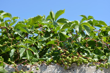Beautiful green leaves and branches of parthenocissus with fruits, grapes on a blue sky.