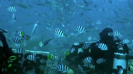 Feeding sharks Carcharhinus leucas in underwater marine wildlife of Pacific Ocean. Gray bull shark near diver underwater ocean of Tonga.