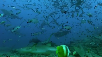 Gray bull shark and fish underwater ocean of Tonga. School of sharks Carcharhinus leucas in underwater marine wildlife of Pacific Ocean.