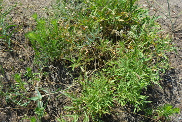 Steppe yellow flowers with green leaves grown in the Ukrainian land, the city of Dnipro.