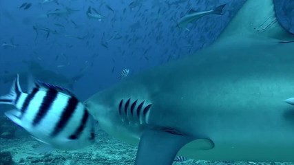 Gray bull shark eats from hands of man underwater Pacific Ocean Tonga. People feed sharks from their hands. Dangerous diving and exploring the marine life of wildlife animals.