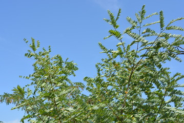 The green branches of an acacia tree lean in the wind. Unusual green leaf background made of tilted leaves.