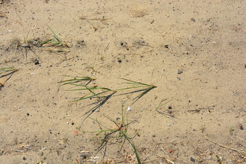 Pure white reclaimed river sand for construction with green small plants.
