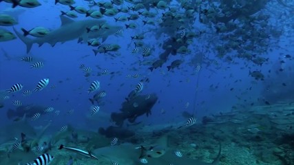 Gray bull shark and fish underwater ocean of Tonga. School of sharks Carcharhinus leucas in underwater marine wildlife of Pacific Ocean.