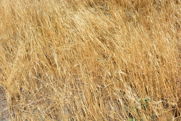 Unusual herbal background of dried yellow and golden grass and spikelets with unusual effects and lighting.
