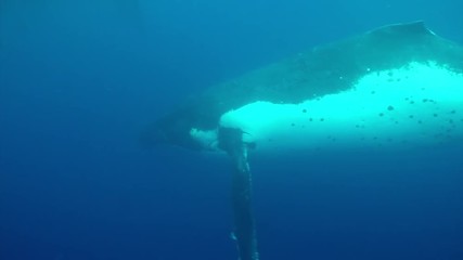 Humpback underwater in Pacific Ocean. Megaptera Novaeangliae whale in blue water in Tonga Polynesia. Concept of giant sea animals and megafauna.