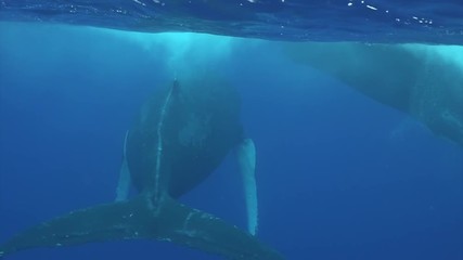 Humpback whale calf with cow whale underwater in Pacific Ocean. Megaptera Novaeangliae whale in blue water in Tonga Polynesia. Concept of giant sea animals and megafauna.