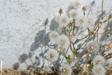 Unusual air flowers, ripe dandelions against a white building fence.